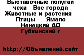 Выставочные попугаи чехи - Все города Животные и растения » Птицы   . Ямало-Ненецкий АО,Губкинский г.